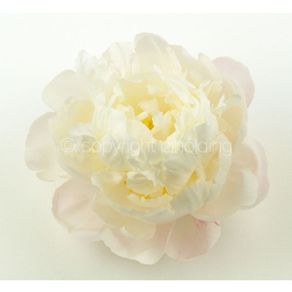 Gardenia Peony (GP002)