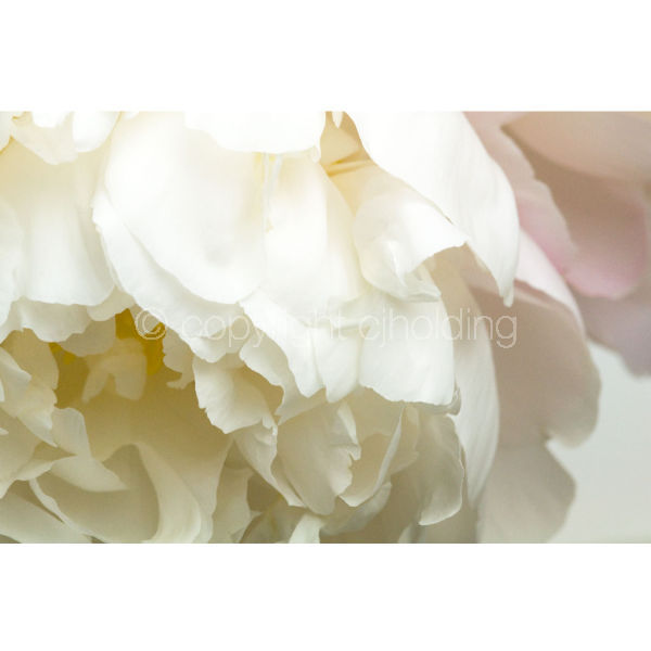 Gardenia Peony (GP003)