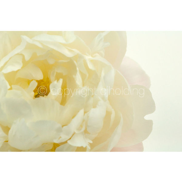Gardenia Penoy (GP003)