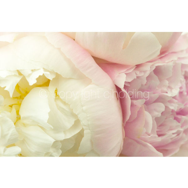 Gardenia Peonies (GP005)