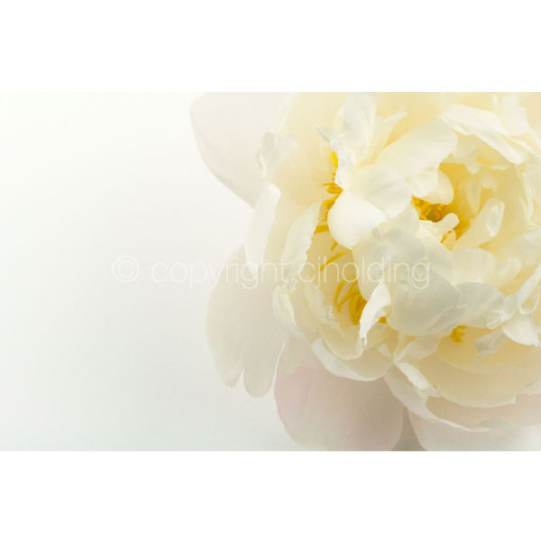 Gardenia Peony (GP006)