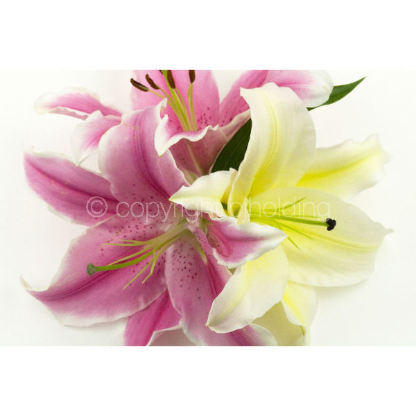 Lilies (LG003)