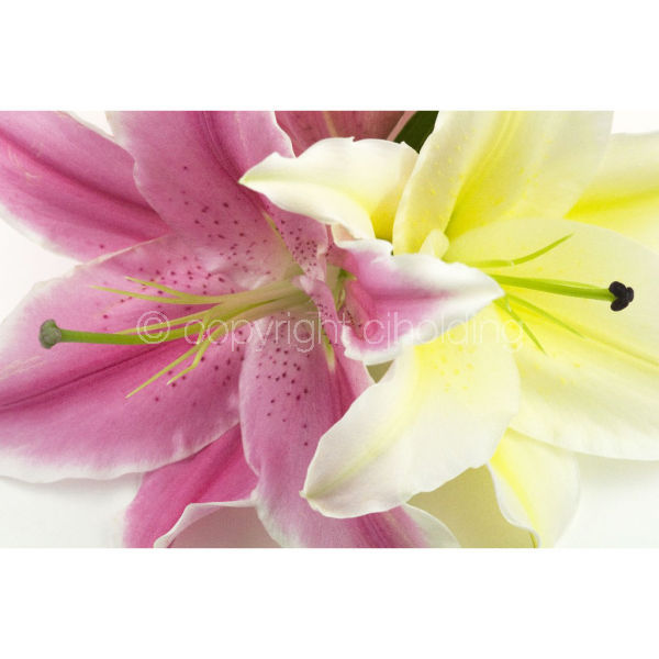 Lilies (LG002)