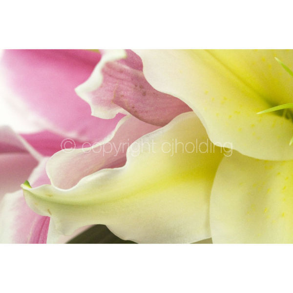 Lilies ~ detail (LG001)