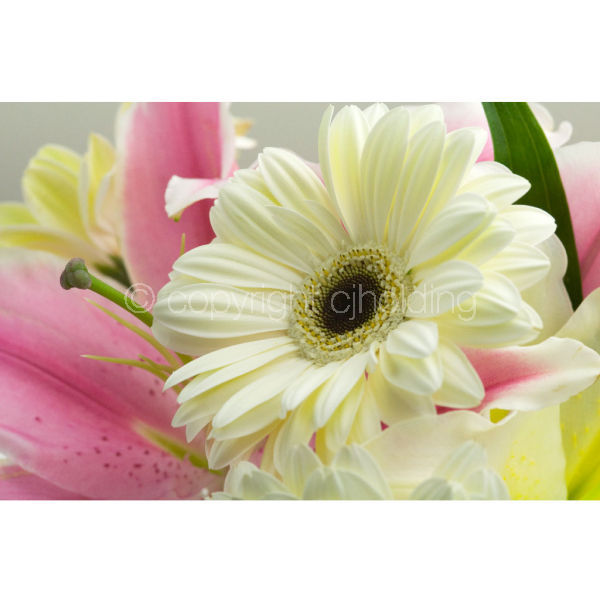 Gerbera & Lily (MF001)