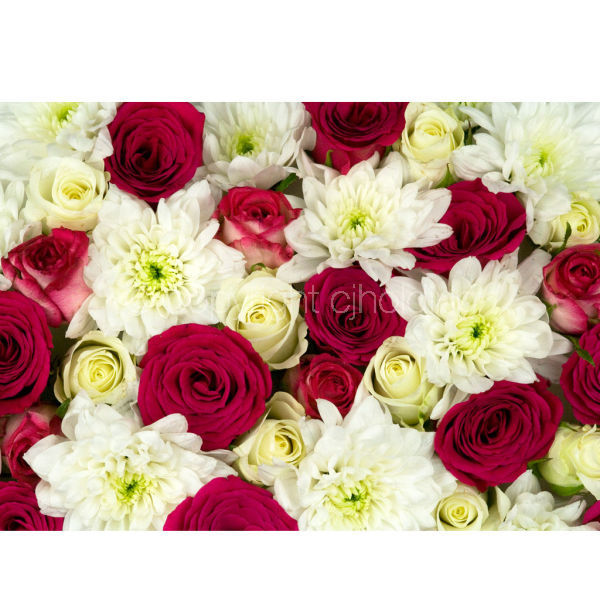 Roses & Chrysanthemums (MF002)