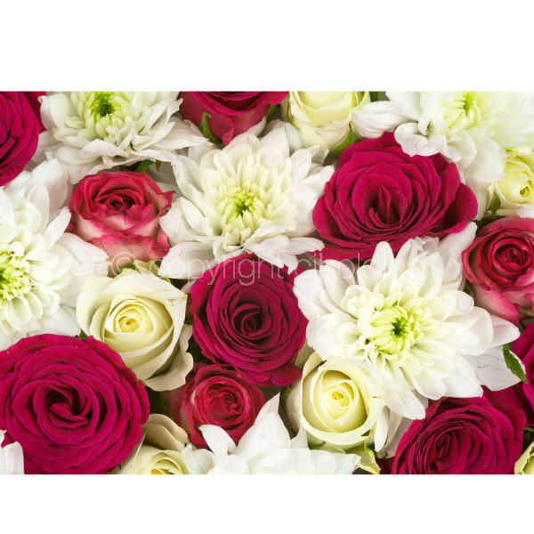 Roses & Chrysanthemums (MF003)