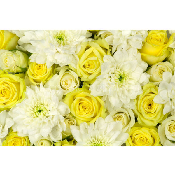 Roses & Chrysanthemums (MF004)