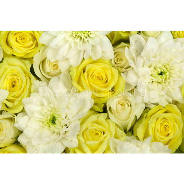 Roses & Chrysanthemums (MF005)