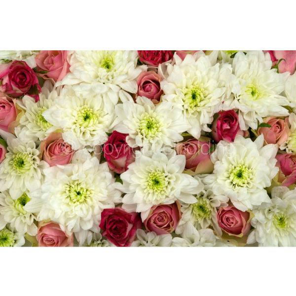 Roses & Chrysanthemums (MF006)
