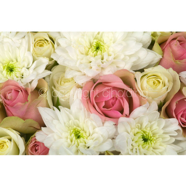 Roses & Chrysanthemums (MF007)