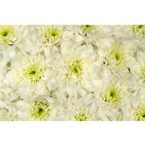 Chrysanthemums (MF009)