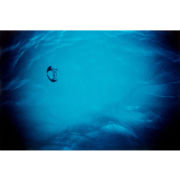 'Jellyfish' (PIC003)