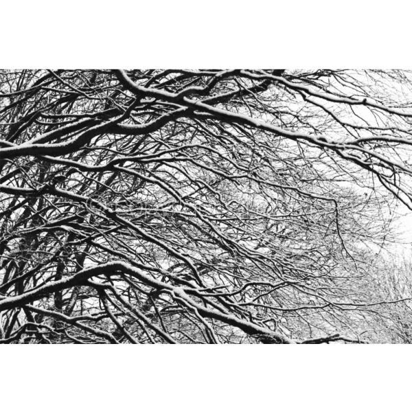 'Branches in the Snow' (PIC015)