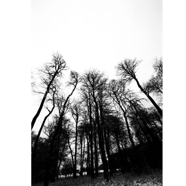'Tall Trees in the Snow' (PIC016)
