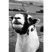 'And You Are...?' (PIC022)