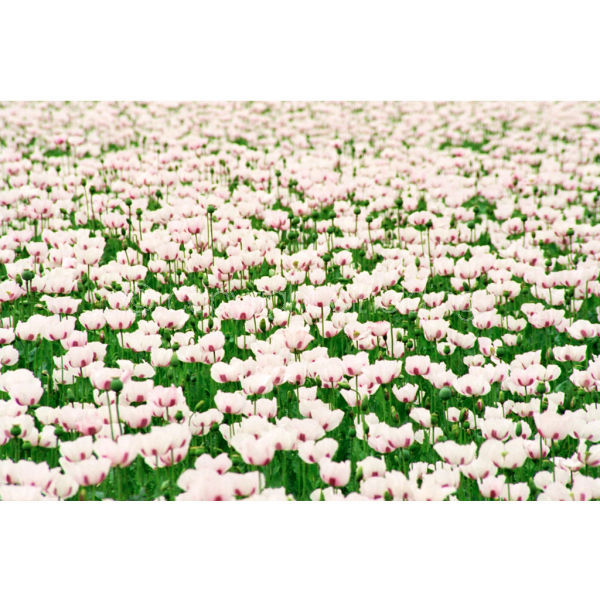 'Poppies' (PIC023)