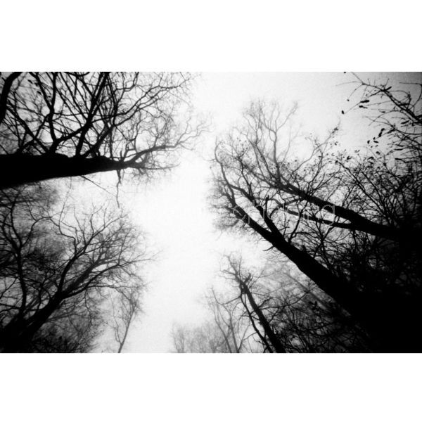 'Fading into the Fog' (PIC028)