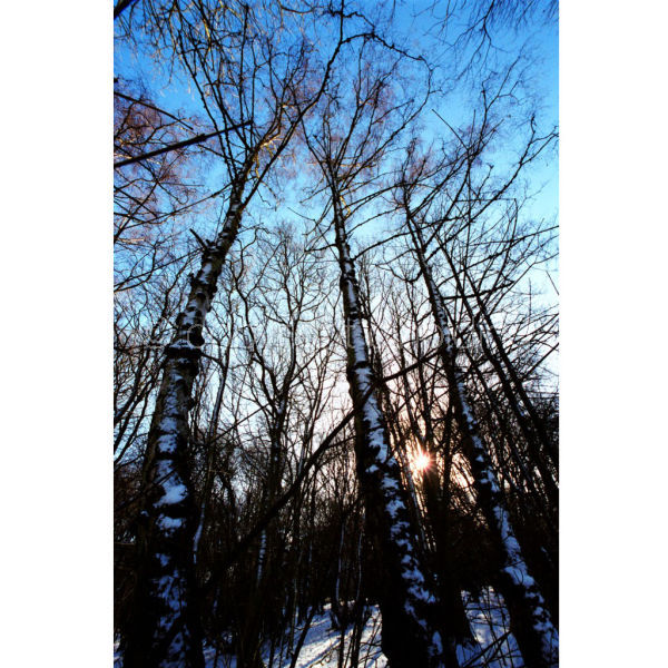 'Snowrise' (PIC051)
