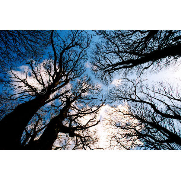 'Up' (PIC053)
