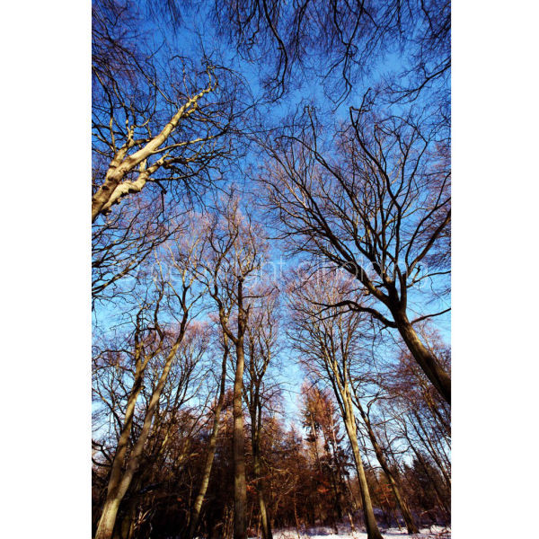 'Winter Woodland' (PIC057)