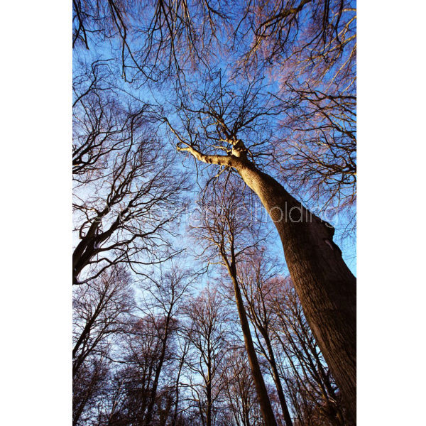'Lady of the Woods' (PIC058)