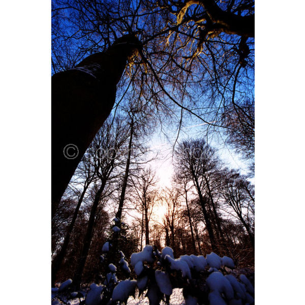 'Nettlebed Snow' (PIC059)