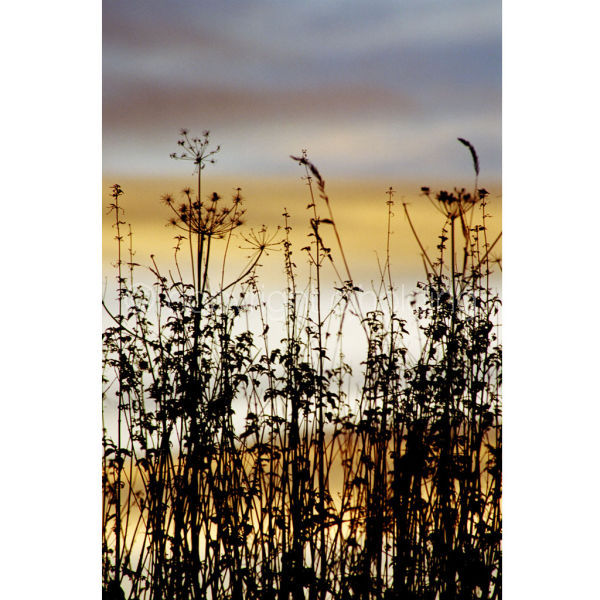 'The Grasses' (PIC061)