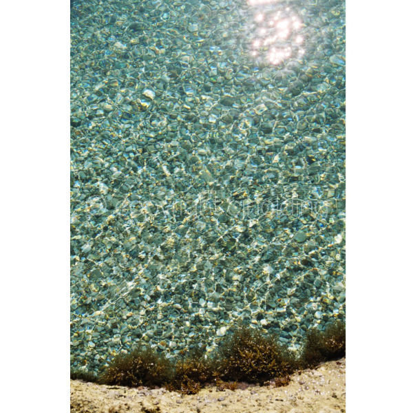 'Morning Twinkle II' (PIC076)