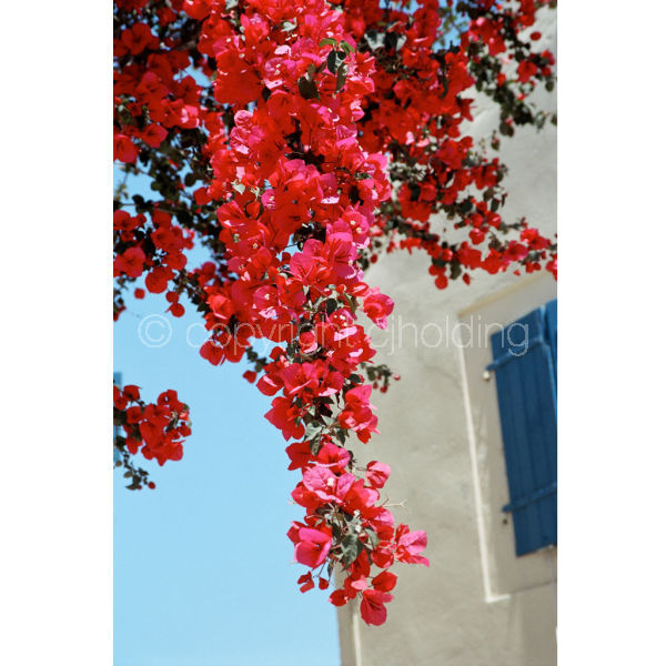 'Bougainvillea & Blues' (PIC080)