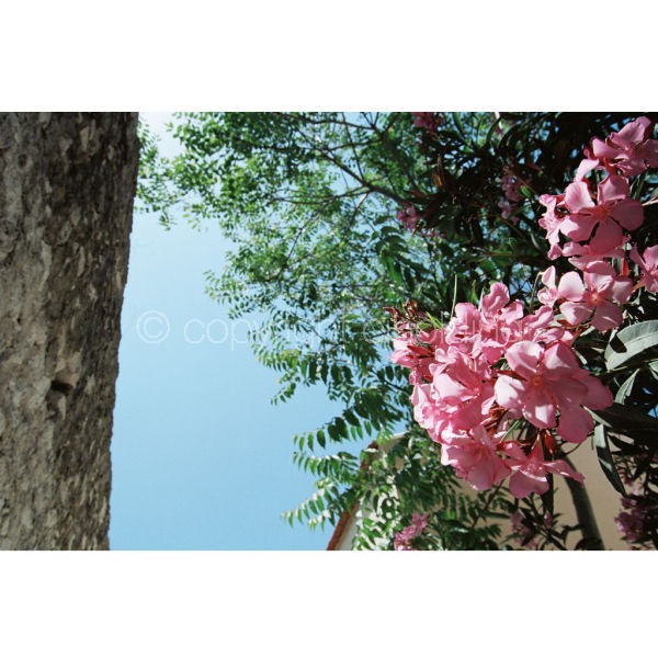 'Pretty in Pinks' (PIC081)