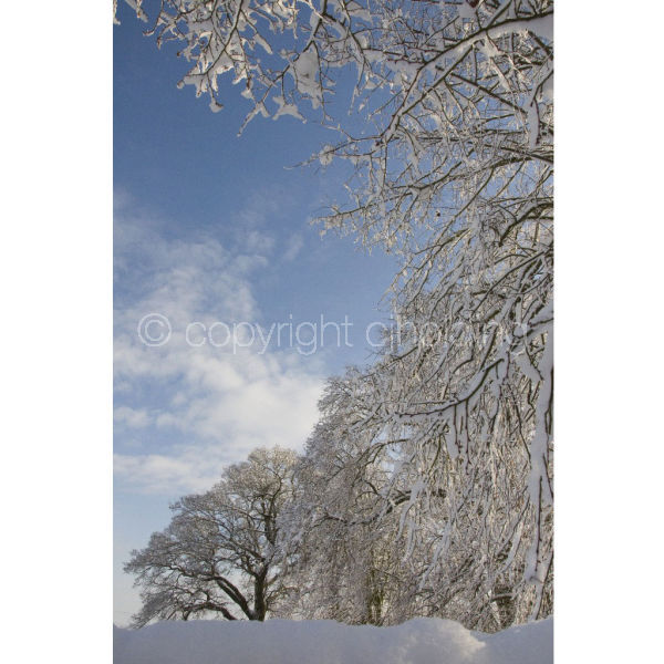 'Snowveins' portrait (PIC094)