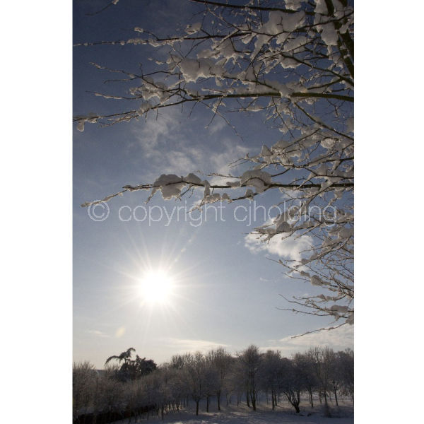 'Snowrise II' (PIC095)
