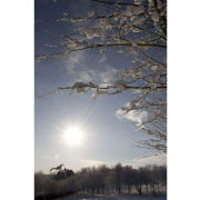 'Snowrise II' (PIC095)