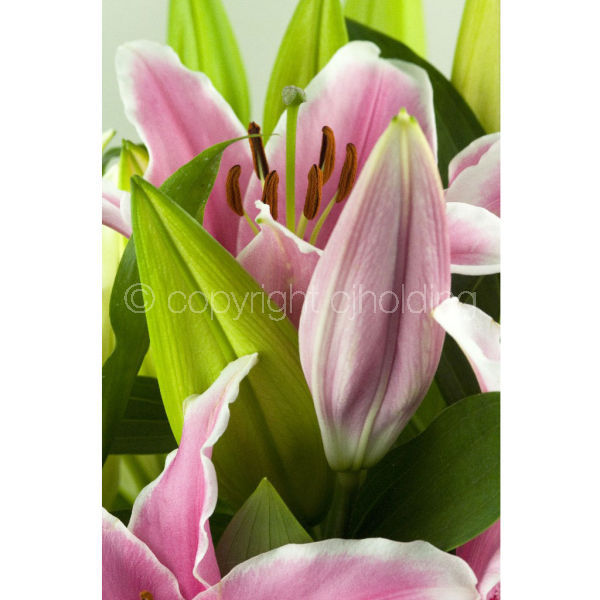Tiber Lily (TLG001)