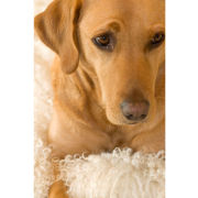 'I Spy Biscuit' (R003)