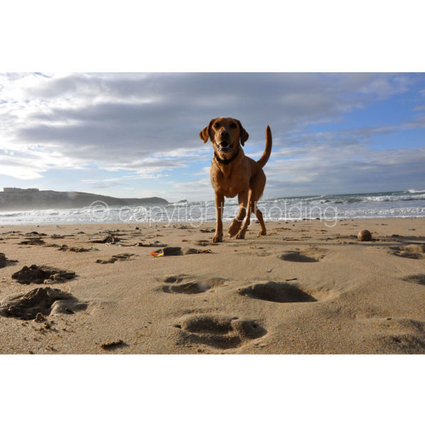 'Fetch on Fistral' (R005)