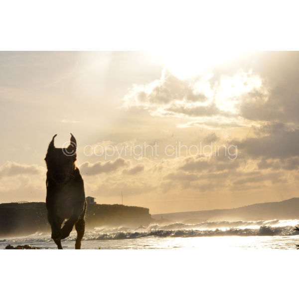 'Sunset Swim' (R006)