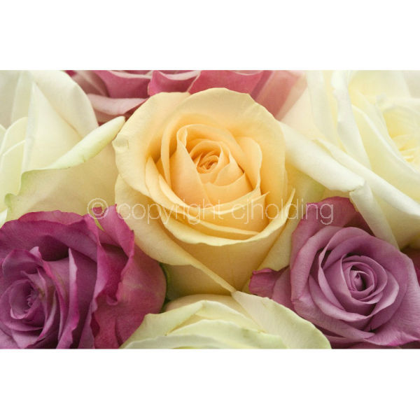 Roses (RG001)