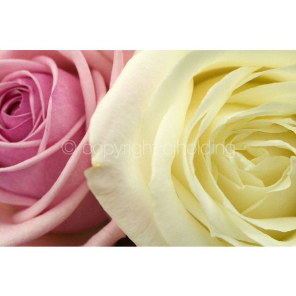 Roses (RG002)