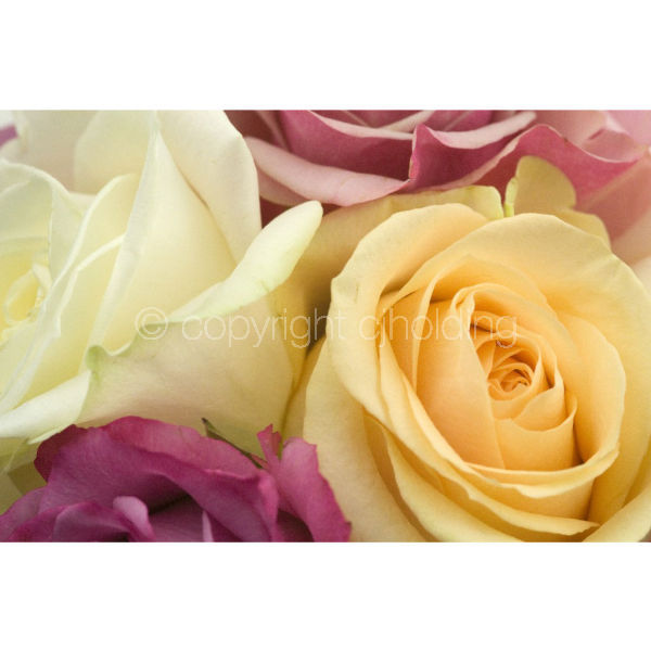 Roses (RG003)
