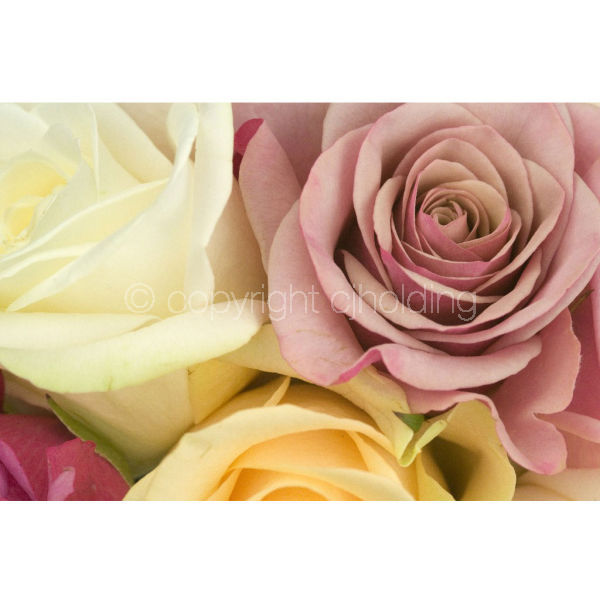 Roses (RG004)
