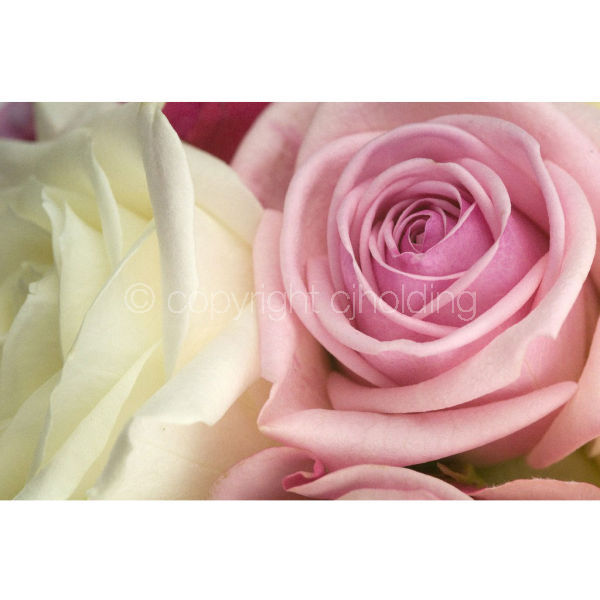 Roses (RG005)
