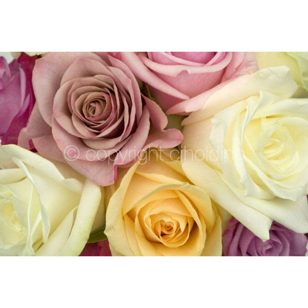 Roses (RG006)