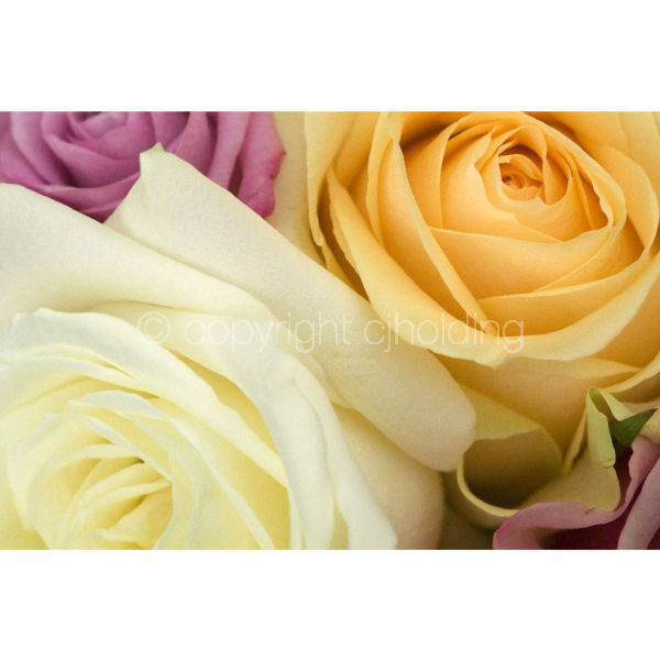Roses (RG007)