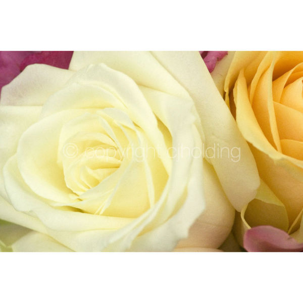 Roses (RG008)