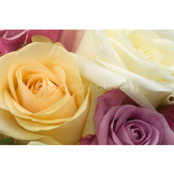 Roses (RG009)