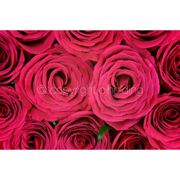 Roses (RG010)