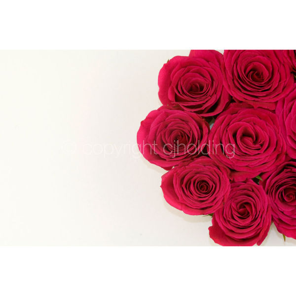 Roses (RG011)