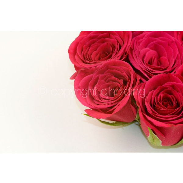 Roses (RG012)